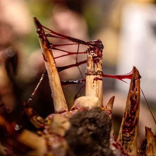 Dirty Down Gore Effect 25ml